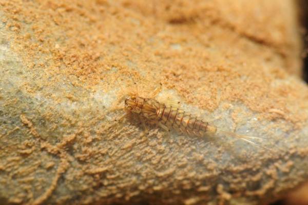 Larve d'éphéméroptère du genre Baetidae.