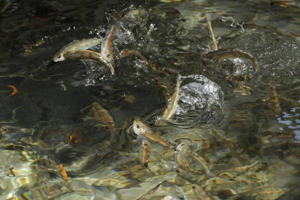 Juvéniles de saumon atlantique lors de la distribution de l'aliment artificiel.