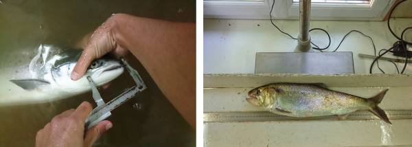 Relevés biométriques sur un saumon atlantique et une grande alose anesthésiés sur la passe piège d'Uxondoa, Nivelle.